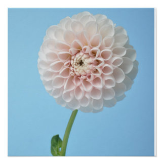 Pôster Dahlia pompom on blue background