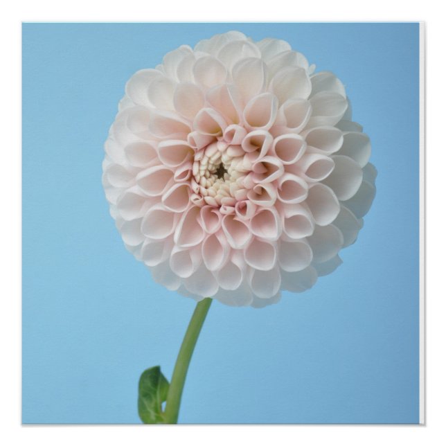 Pôster Dahlia pompom on blue background (Frente)