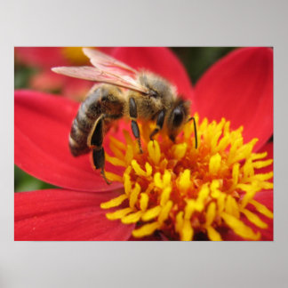 Pôster Dahlia (red)