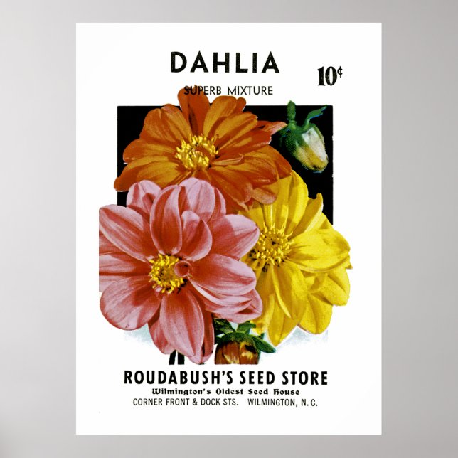 Pôster Dahlia Vintage Seed Packet (Frente)
