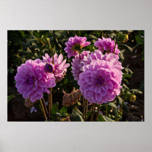 Pôster Dahlias, dahlia fazenda, Canby, Oregon EUA 5
