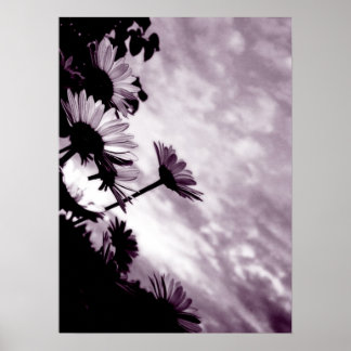 Poster Daisies