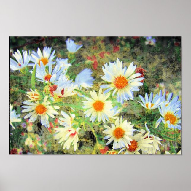 Poster Daisies (Frente)