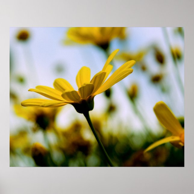 Pôster Daisies (Frente)