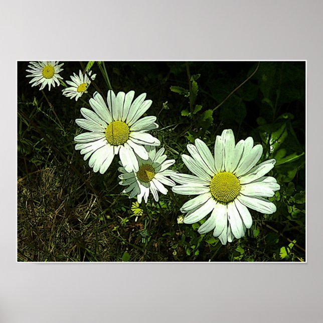 Pôster Daisies (Frente)