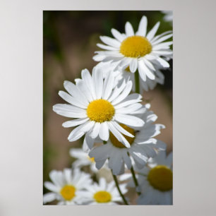 Pôster Daisies in Spring