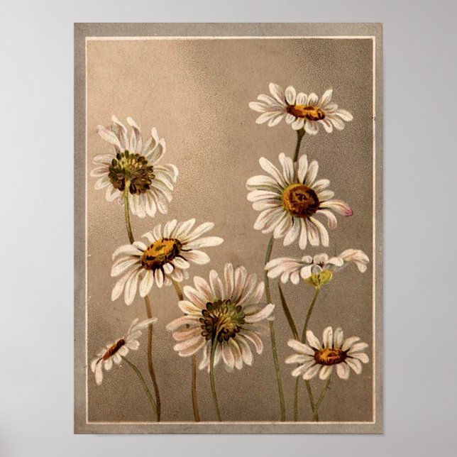 Poster Daisies vitorianos (Frente)