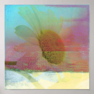 Poster Daisy