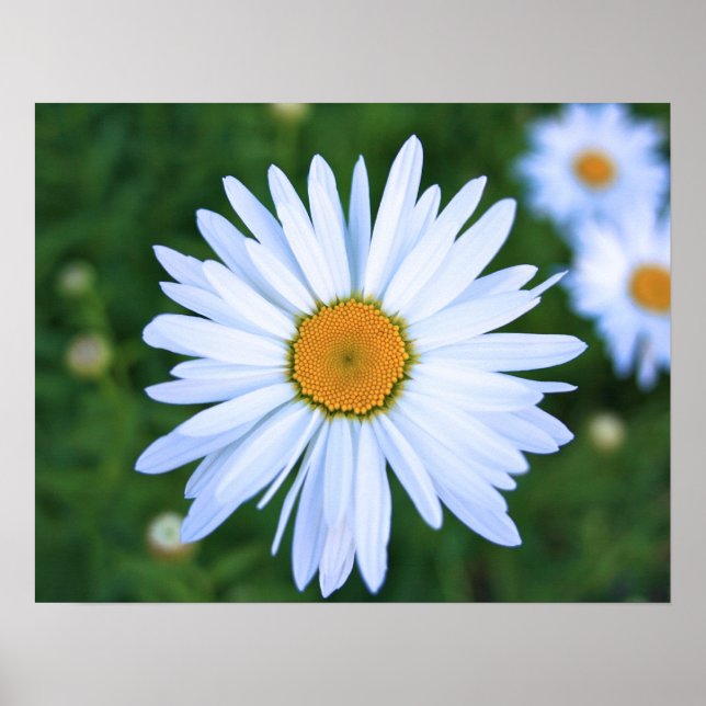 Poster Daisy (Frente)