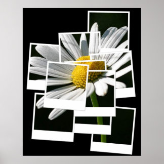Pôster Daisy