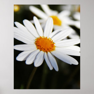 Poster Daisy