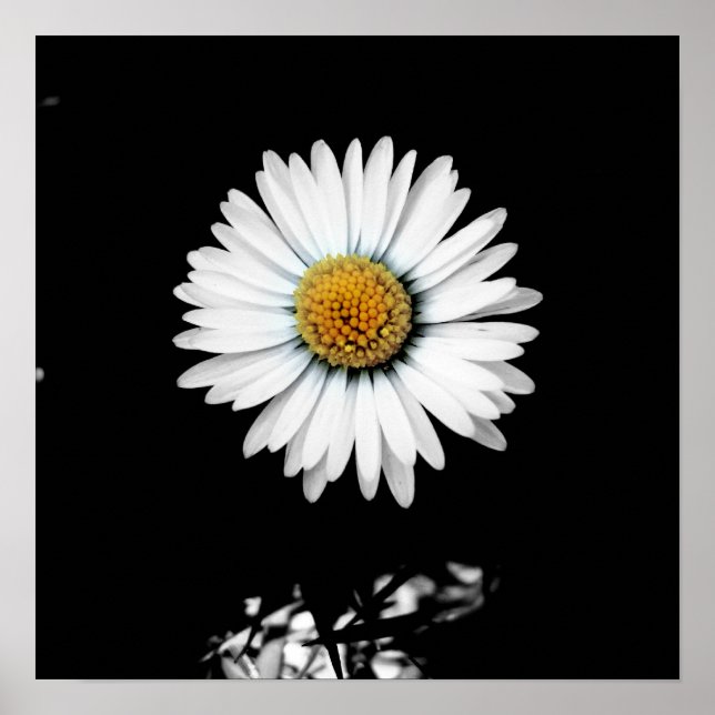Pôster Daisy Canvas Print (Frente)