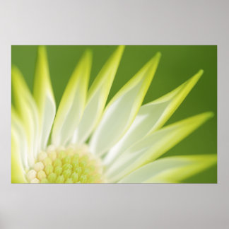 Pôster Daisy Canvas Print