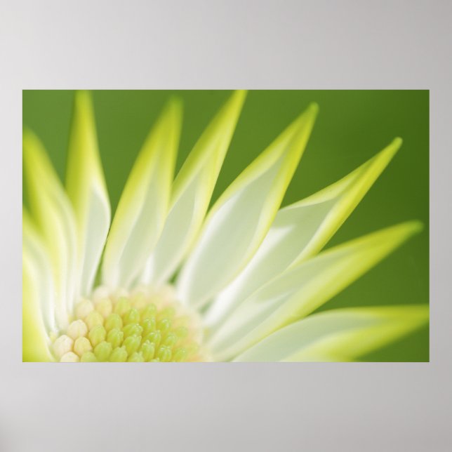 Pôster Daisy Canvas Print (Frente)