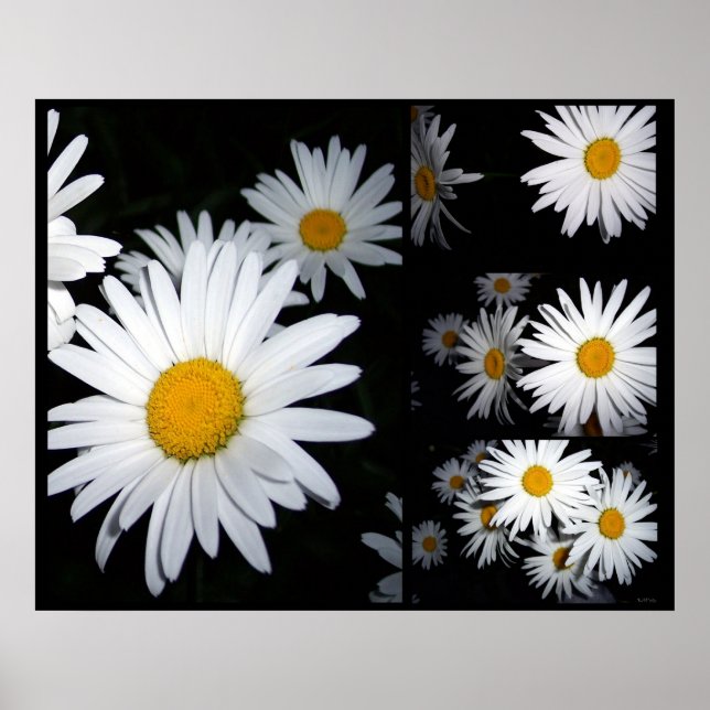 Poster Daisy Collage (Frente)