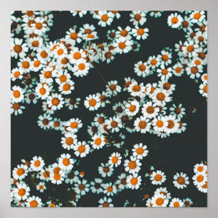 Poster Daisy Daisies Floral