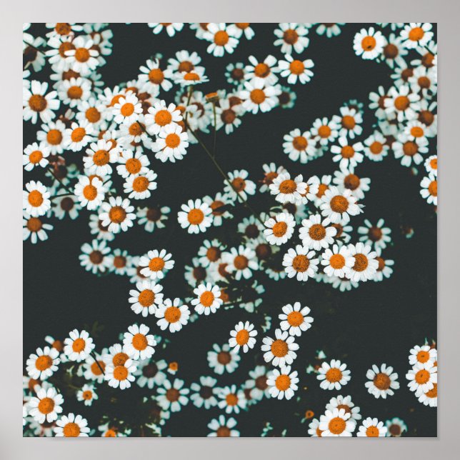 Poster Daisy Daisies Floral (Frente)