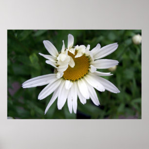 Pôster Daisy Daisies Fotos de Fechamento