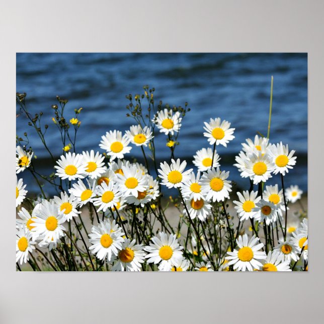 Poster Daisy-Daisy (Frente)