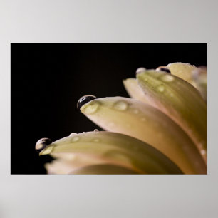 Pôster Daisy Droplet