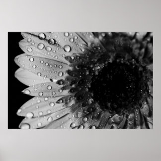 Pôster Daisy Droplets (Black and White)