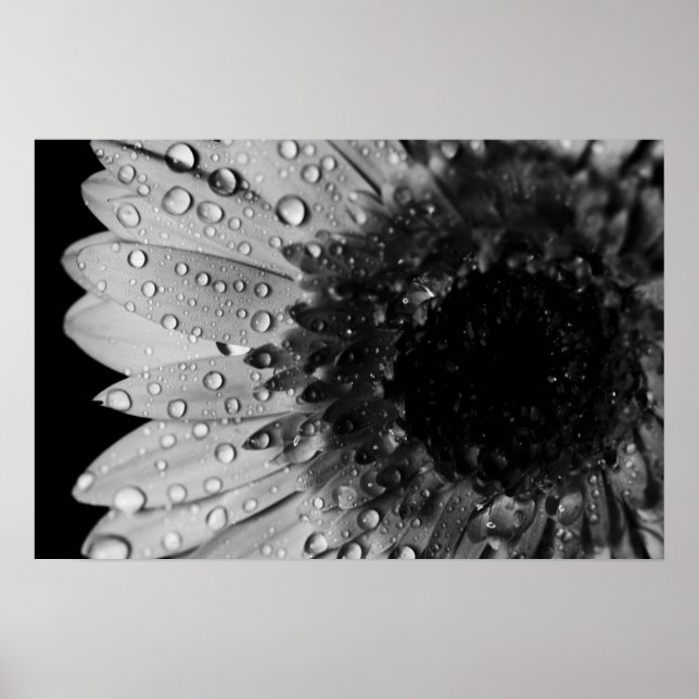 Pôster Daisy Droplets (Black and White) (Frente)