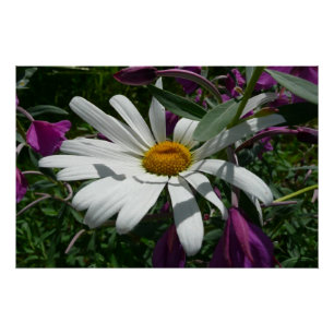Pôster Daisy e Fireweed
