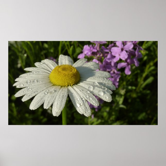 Poster Daisy e Summer Lilac Wildflower (Frente)