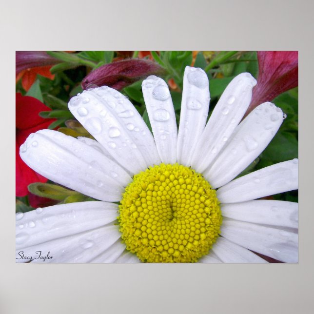 Pôster Daisy encharcado 5 (Frente)