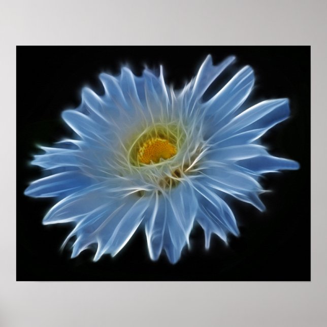 Pôster Daisy Flower (Frente)