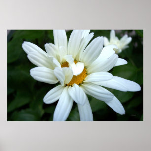 Pôster Daisy Flower Abrindo