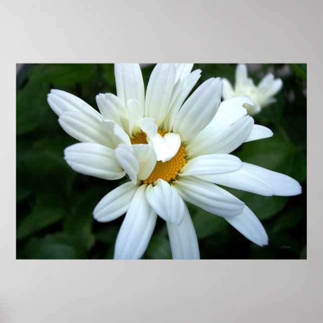 Pôster Daisy Flower Abrindo (Frente)