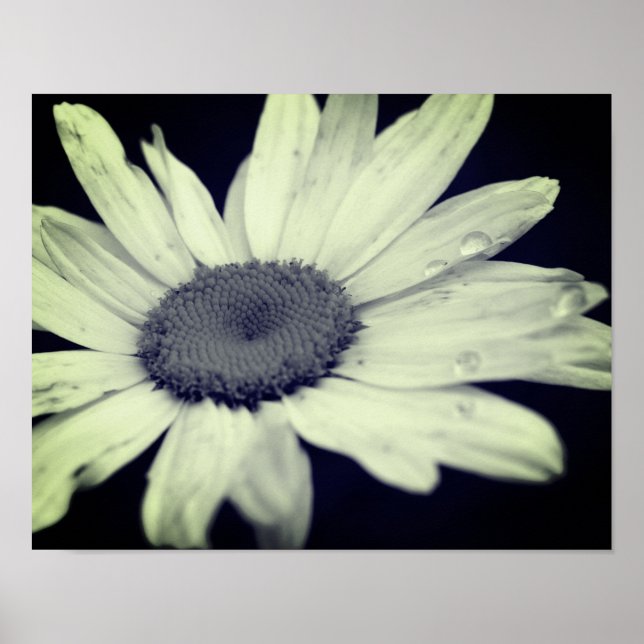 Poster Daisy Flower Black and White (Frente)