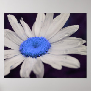 Pôster Daisy Flower Blue Center Raindrops Abstrato