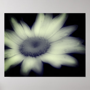 Poster Daisy Flower Close Up Black And White 