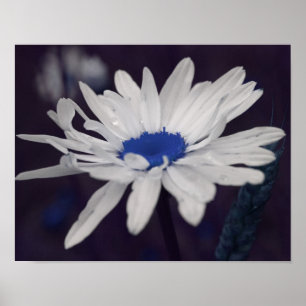 Pôster Daisy Flower com Abstrato azul central