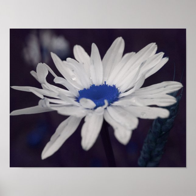 Pôster Daisy Flower com Abstrato azul central (Frente)