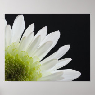 Pôster Daisy Flower em preto