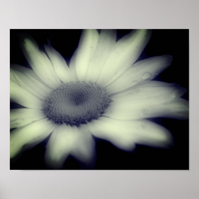 Poster Daisy Flower Fecha Preto e Branco (Frente)