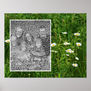 Poster Daisy Flowers In Field Adicionar Sua Foto