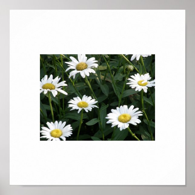 Poster Daisy Green (Frente)