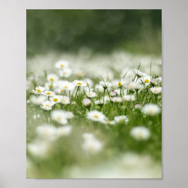 Poster Daisy Meadow (Frente)