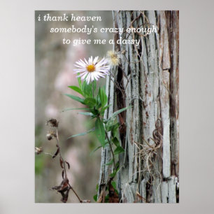 Poster Daisy Photo