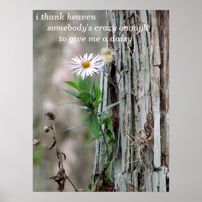 Poster Daisy Photo (Frente)