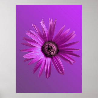 Pôster Daisy Pintado
