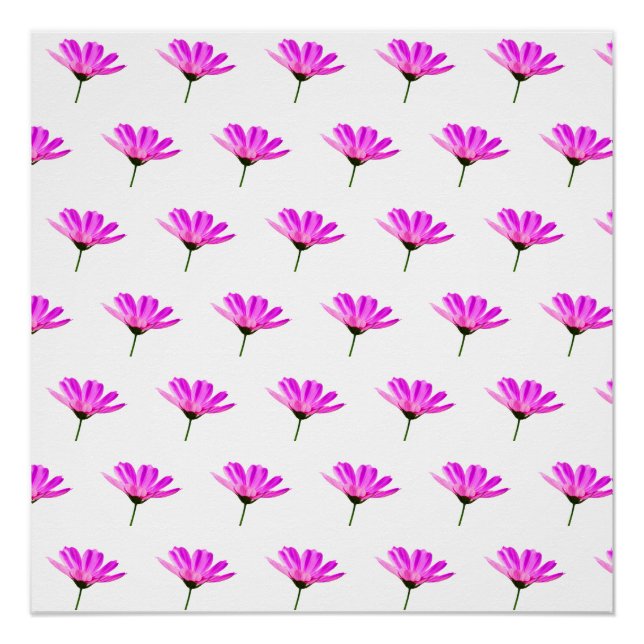 Pôster Daisy Rosa (Frente)