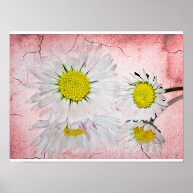 Poster Daisy Rosa Flores Elegantes Chic Mod Floral (Frente)