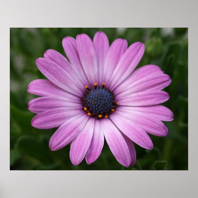 Poster Daisy Roxo (Frente)