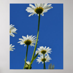 Poster Daisy Stems Blue Sky Photo