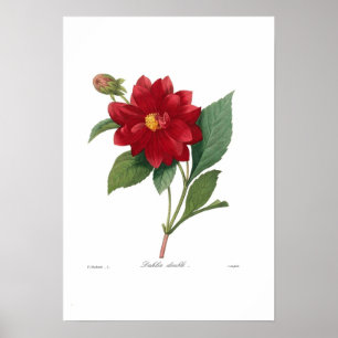 Poster Dália